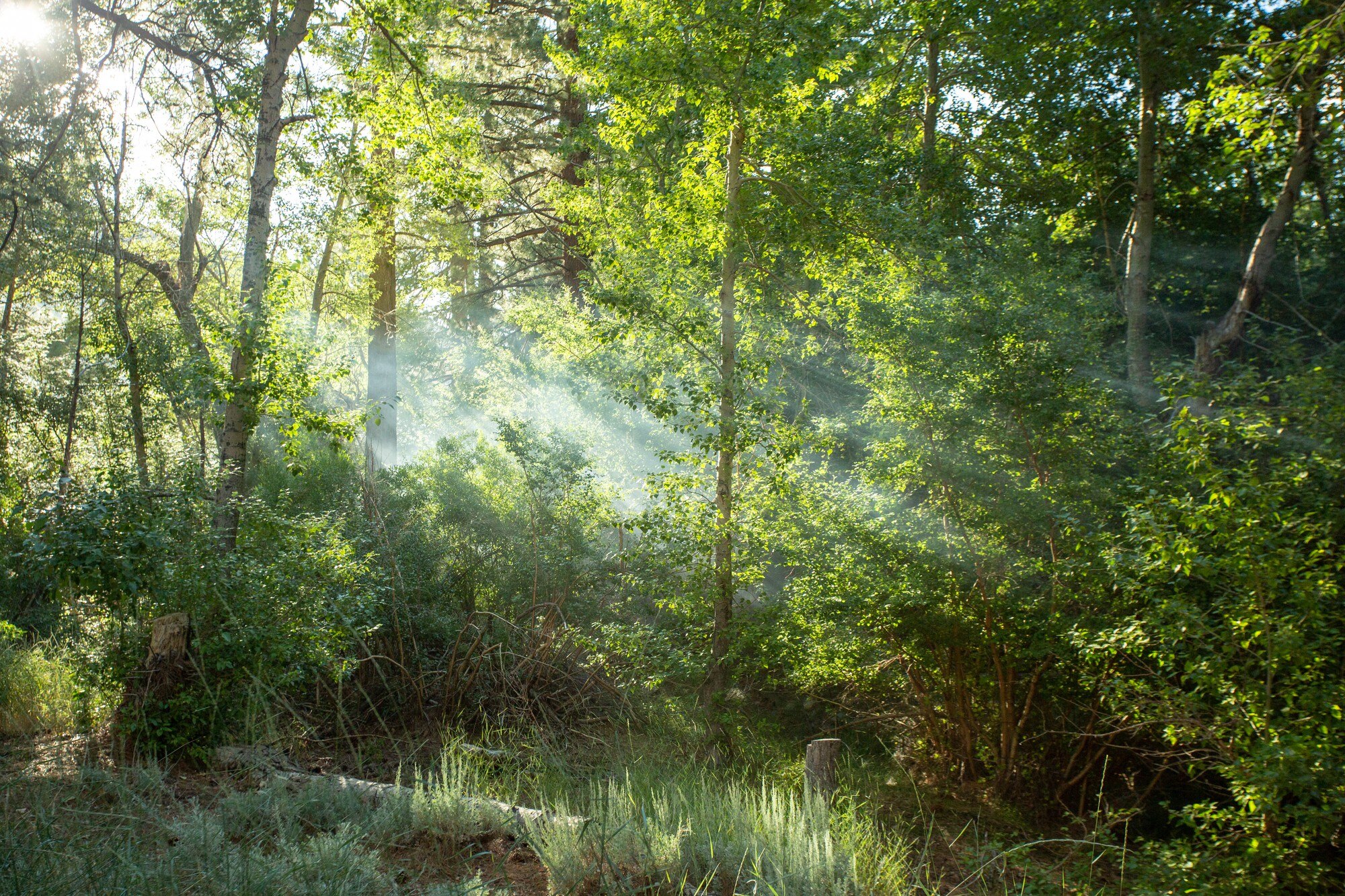 Vista clara de un bosque verde con luz natural filtrándose entre los árboles